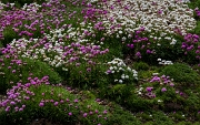 Armeria maritima, Seathrift 